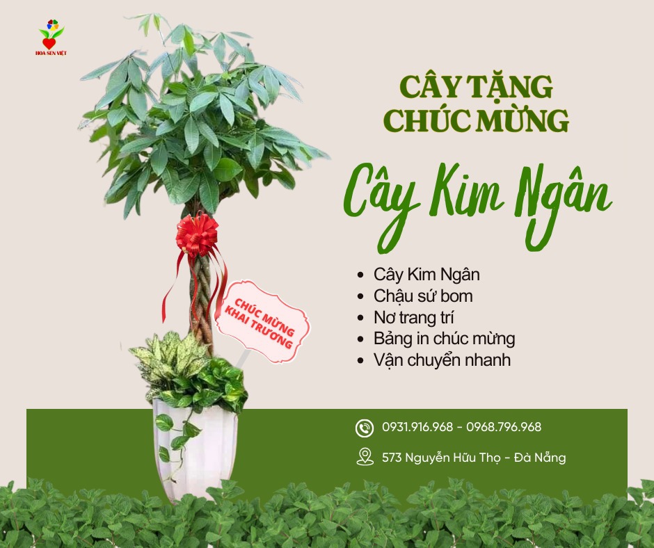 Cây Kim Ngân Khai Trương