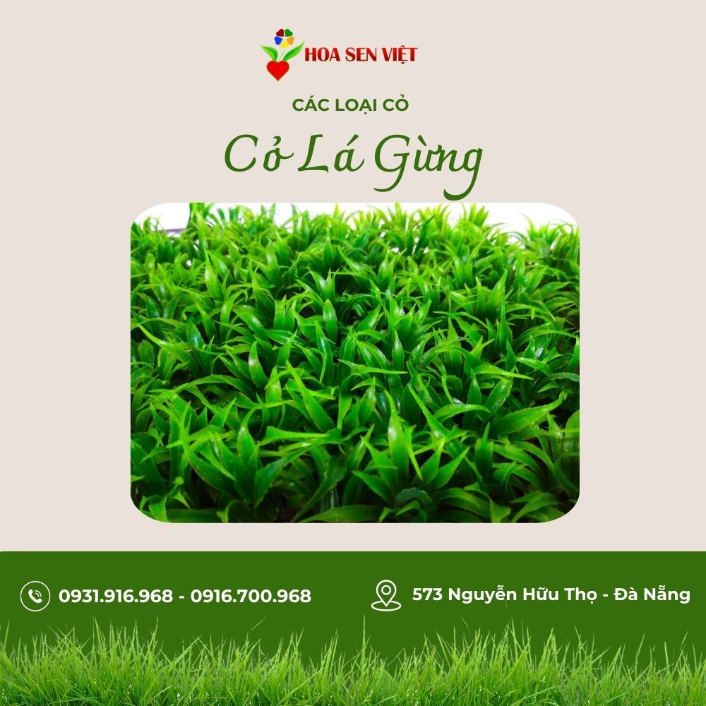 Cỏ gừng lá tre - Trang trí cảnh quan, báo giá và chăm sóc cỏ gừng