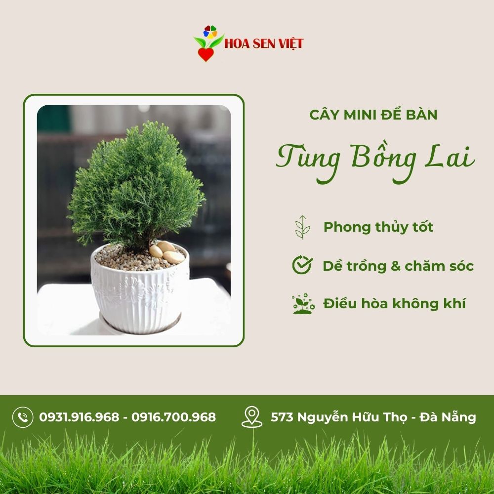 Cây Tùng Bồng Lai Mini Để Bàn