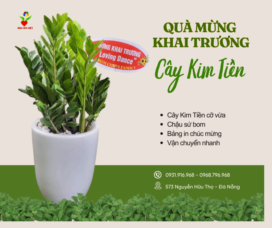 Cây Kim Tiền Khai Trương