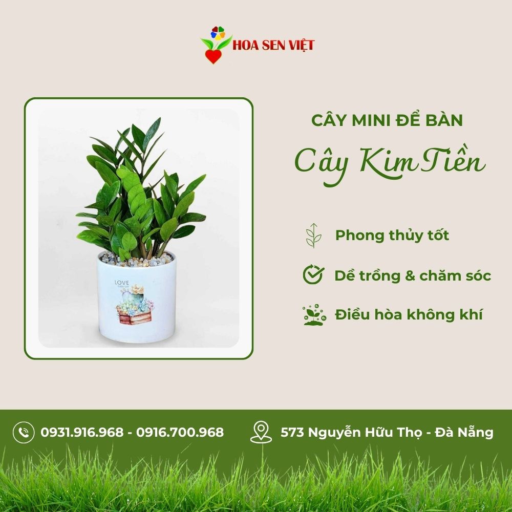 Cây Kim Tiền Mini Để Bàn